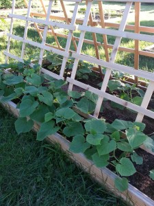 squash plants growing at Charles Madison Nabrit Memorial Garden